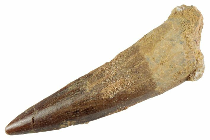Fossil Spinosaurus Tooth - Real Dinosaur Tooth #368018